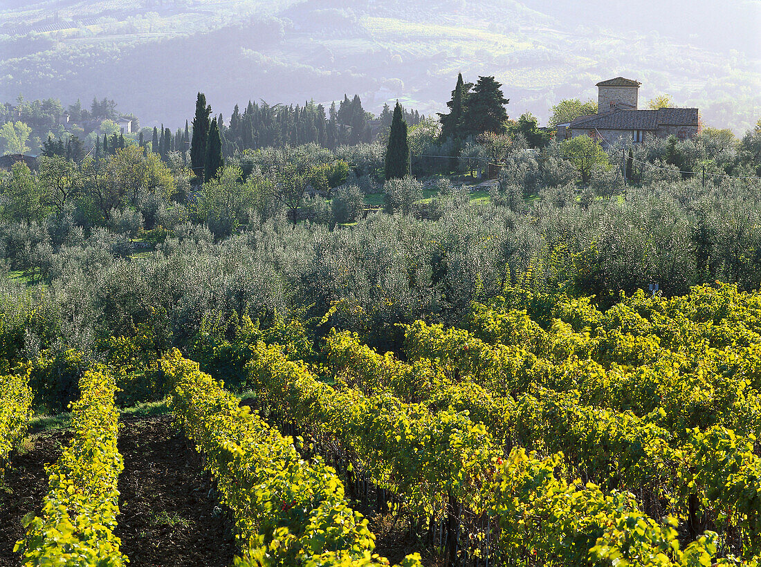 Weinberg und Olivenbäume, Chianti, Toskana, Italien