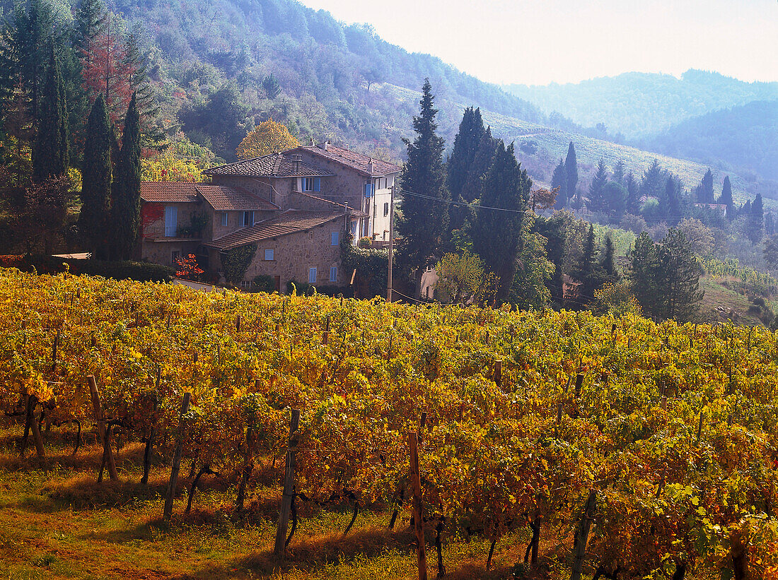 View of vineyard, Greve, Chianti, Tuscany, Italy