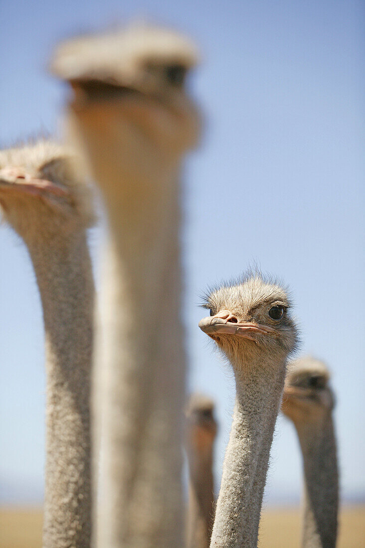 Ostriches near Oudtshoorn, West Cape, South Africa