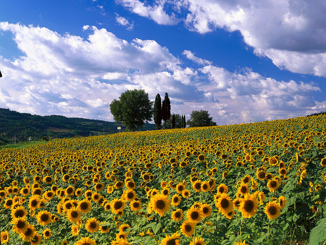 Sonnenblumenfeld, Chianti, Toskana, Italien