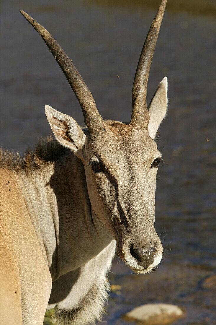 Eland Antelope, private sanctuary near Oudtshoorn, Western Cape, South Africa