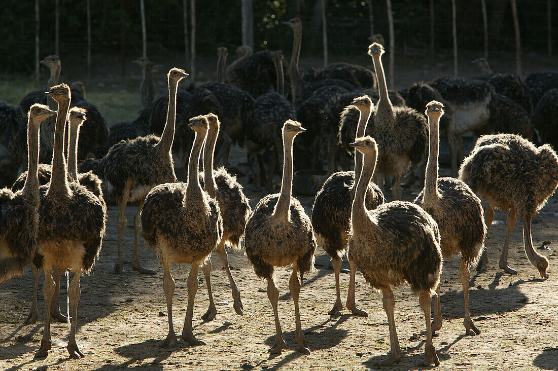 Junge Strausse, Straussenfarm in der Nähe von Oudtshoorn, Westkap, Südafrika, Afrika