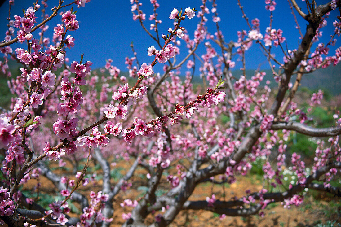 Kirschblüte in der nähe von Arfo, Teneriffa, Kanarische Inseln, Spanien, Europa