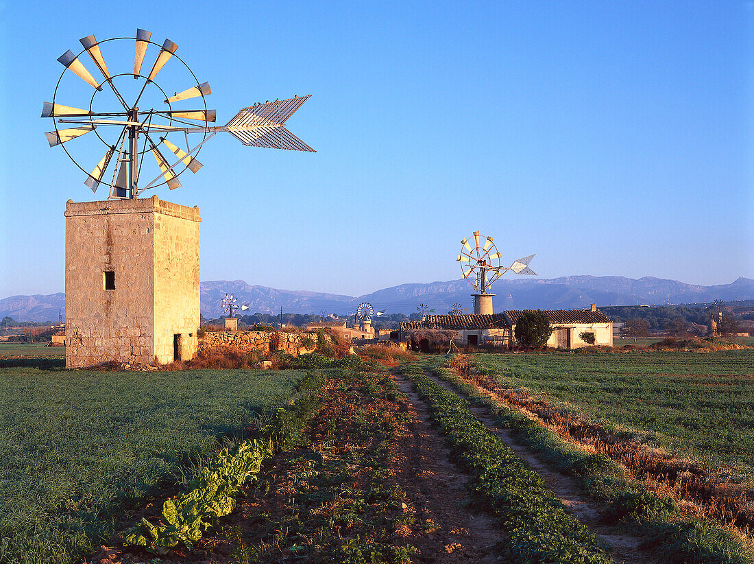 Windmühlen in der Nähe von Sant Jordi, Mallorca, Balearen, Spanien