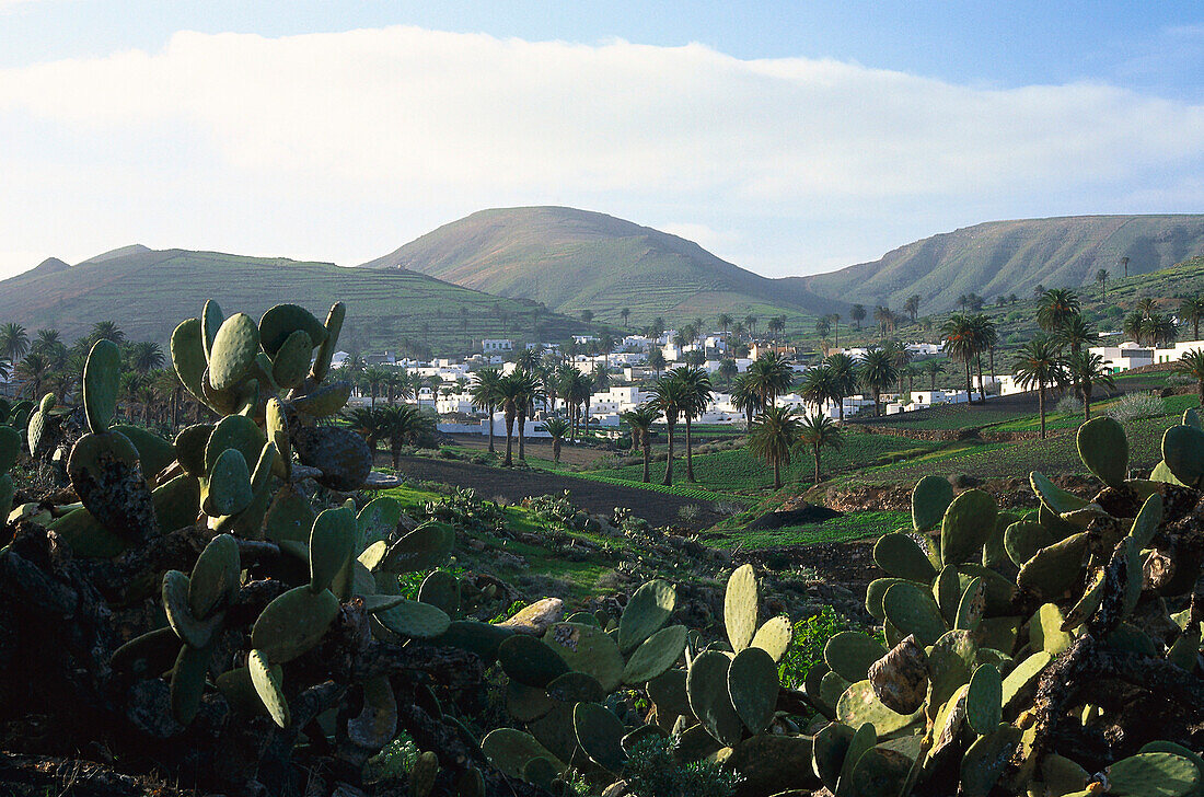 Valley of tousands Palm trees, Haria, Lanzarote, Canary Islands, Spain