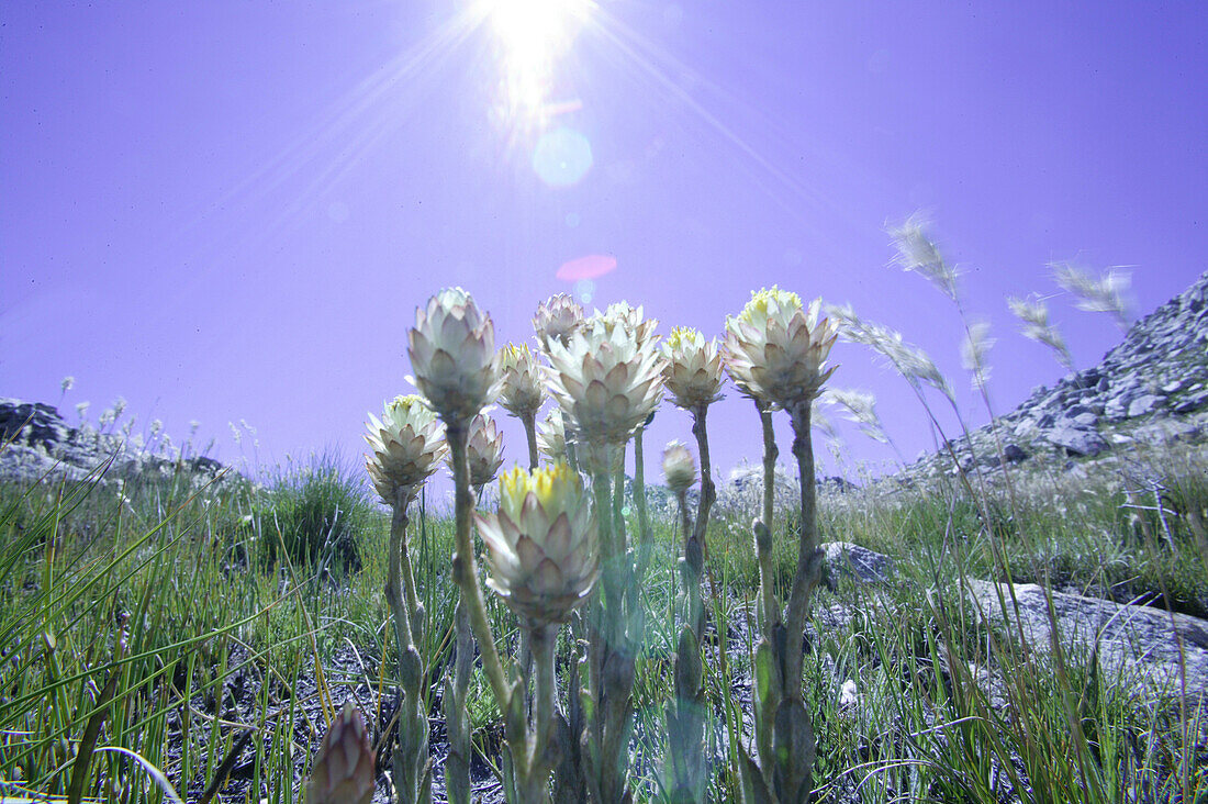 Blumen auf dem Swartberg Pass nach Prince Albert, Westkap, Südafrika