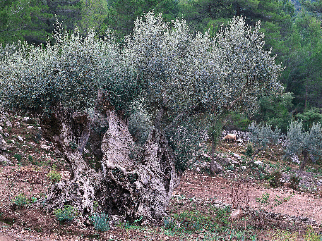 Alte Olivenbaum, Serra de Tramuntana, Mallorca, Spanien