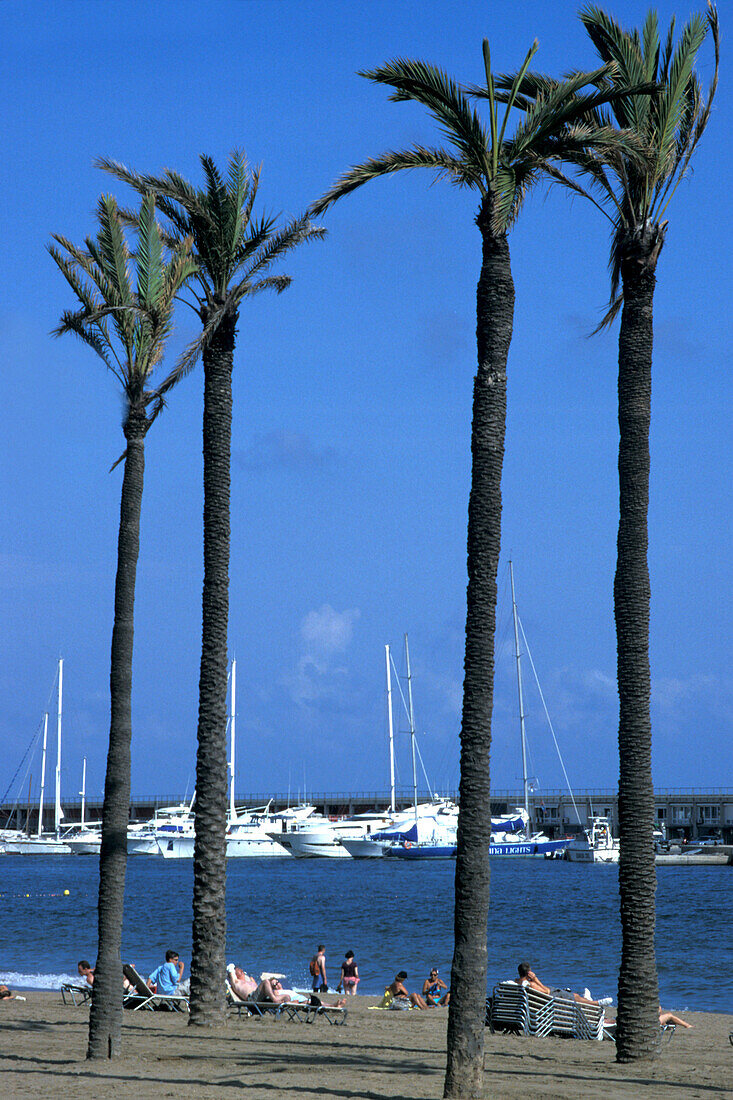 People and palm trees on the beach in front of marina, Playa Barceloneta, Barcelona, Spain, Europe