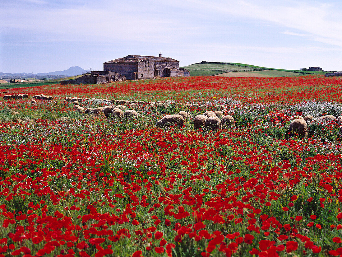 Häuschen vor einer Mohnwiese, in der Nähe von Manacor, Mallorca, Spanien