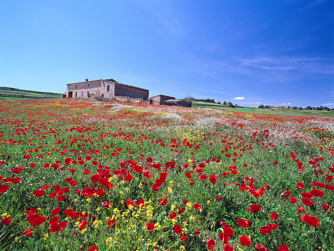 Farmhouse and meadow filled with poppies, near Manacor, Majorca, Spain