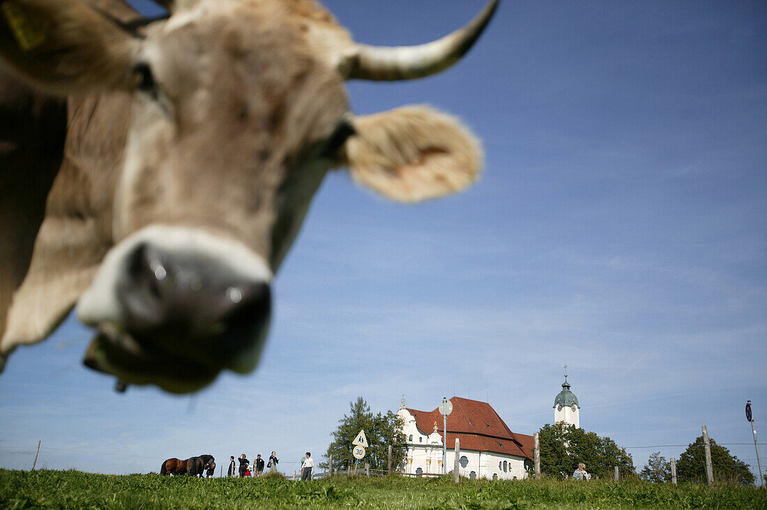 Cow in front of Wies church, Steingaden, Weilheim-Schongau, Bavaria, Germany