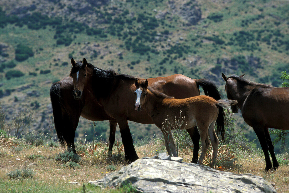 Horses-Barbagia Belvi, Sardinia Italy