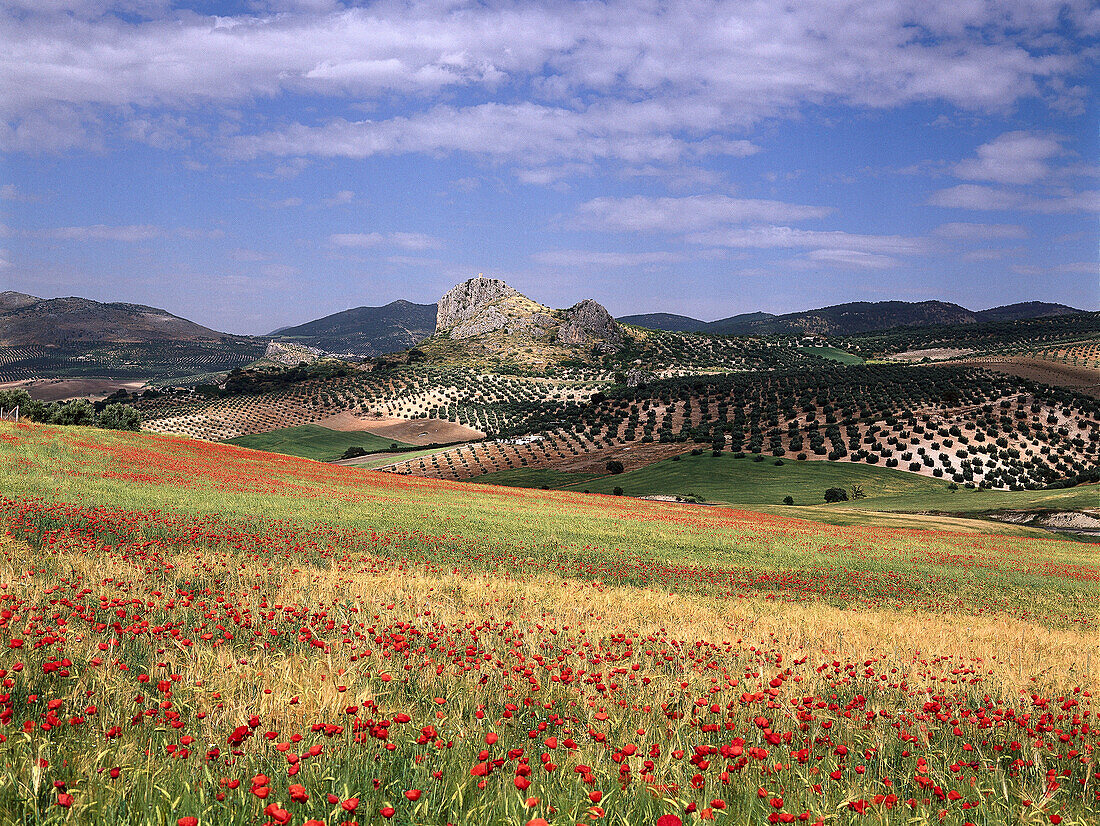Mohnblumen und idyllische Hügellandschaft, Puerto Lopez, Provinz Granada, Andalusien, Spanien, Europa
