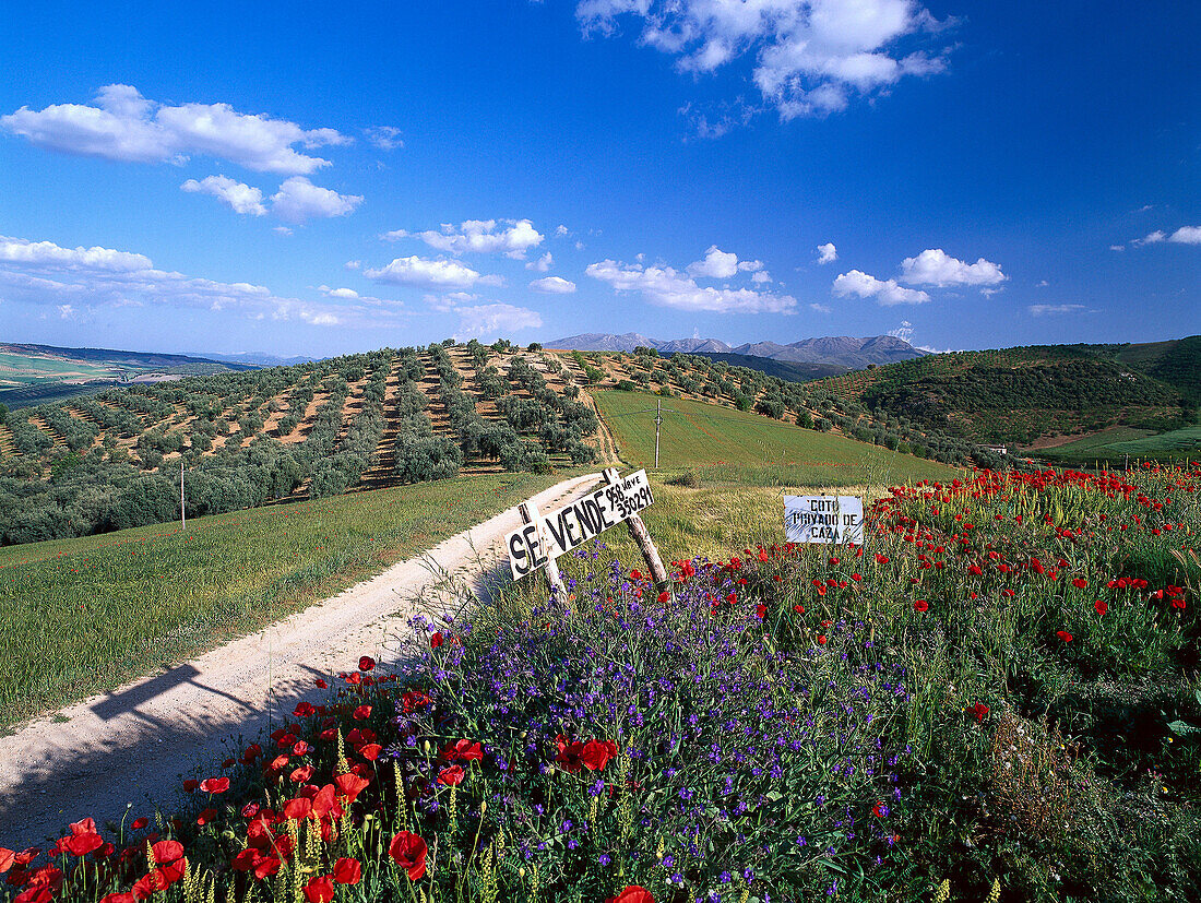 Mohnblumen und idyllische Hügellandschaft, Montefrio, Provinz Granada, Andalusien, Spanien, Europa