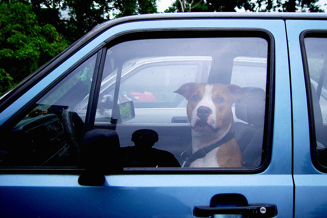 Dog in car, Berlin, Germany