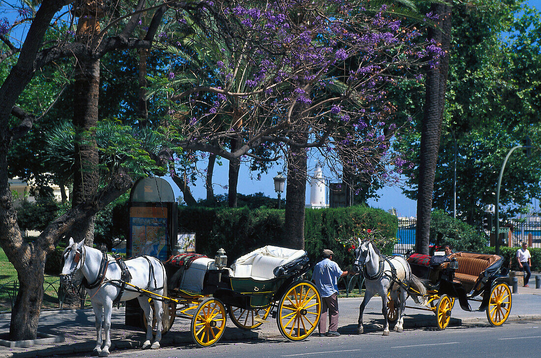 Horse drawn carriages on the roadside, Plaza de la Marina, Costa del Sol, Malaga, Andalusia, Spain, Europe