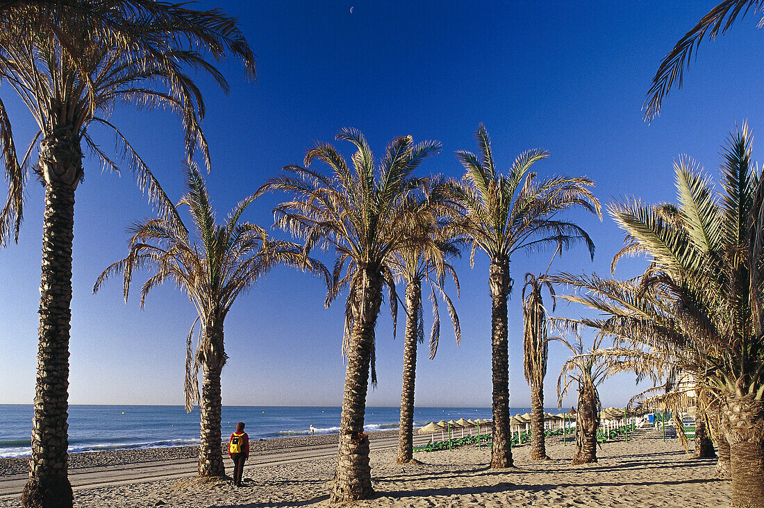 Palm beach under blue sky, Playa del Bajondillo, Torremolinos, Costa del Sol, Province of Malaga, Andalusia, Spain, Europe