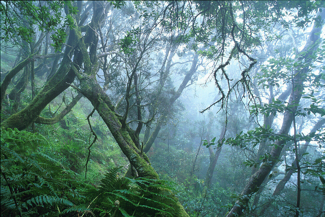 Laurel forest, Bosque del Cedro, National park Garajonay, La Gomera, Canary Islands, Spain