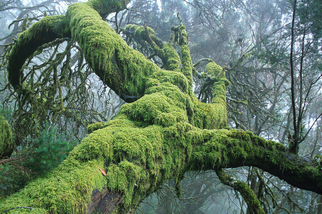 Laurel forest,  Bosque del Cedro, National park Garajonay, La Gomera, Canary Islands, Spain