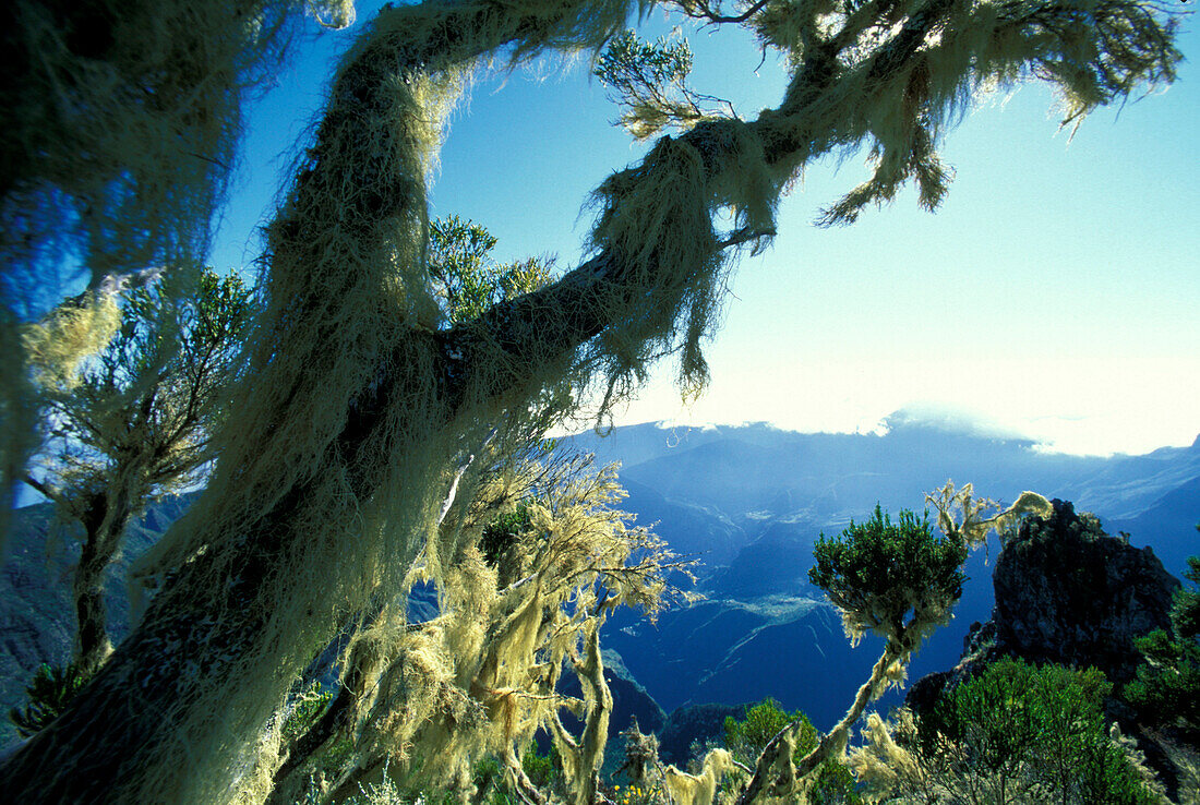 Baum mit Flechten, Blick von Maido über Cirque de Mafate und Gros Morne, Ille de la Réunion, Indischer Ozean