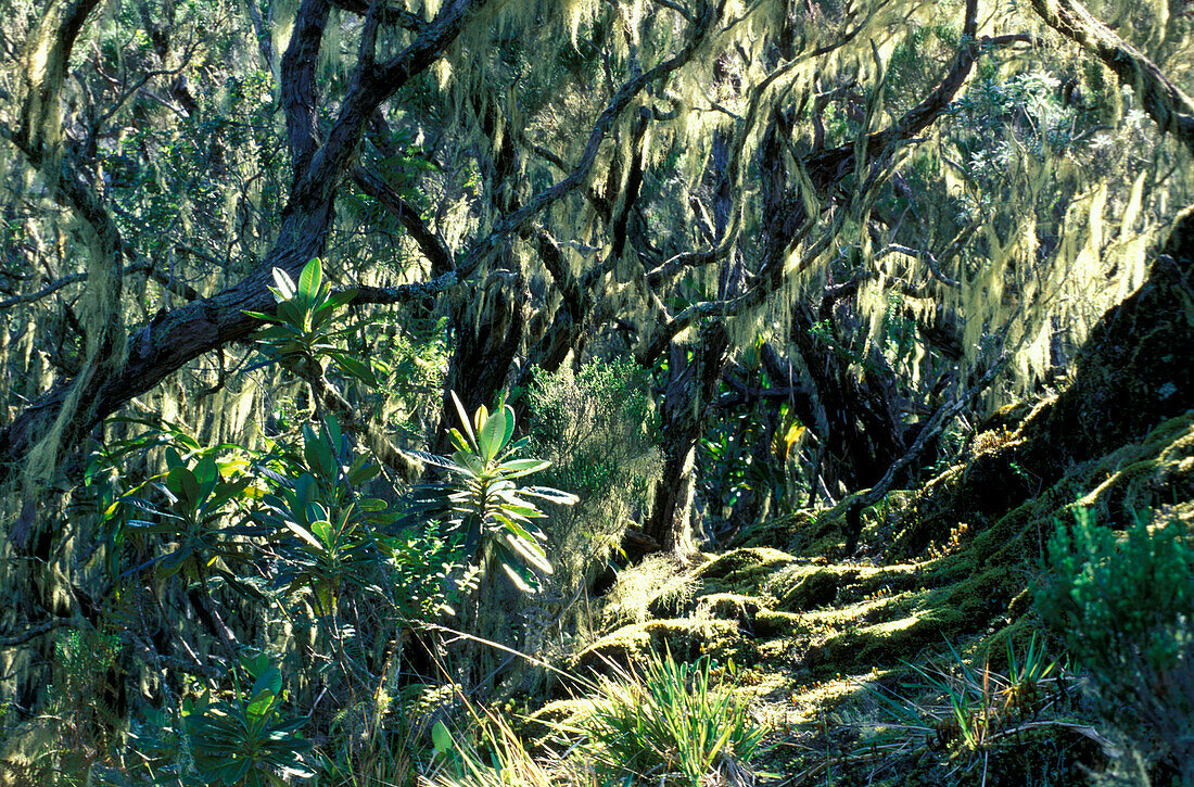 Philippiaforest, Cilaos, Ille de la Réunion Indian Ocean