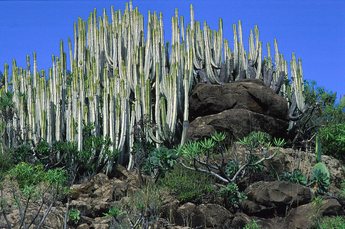 Kandelaberwolfsmilch, Gran Canaria, Kanarische Inseln, Spanien