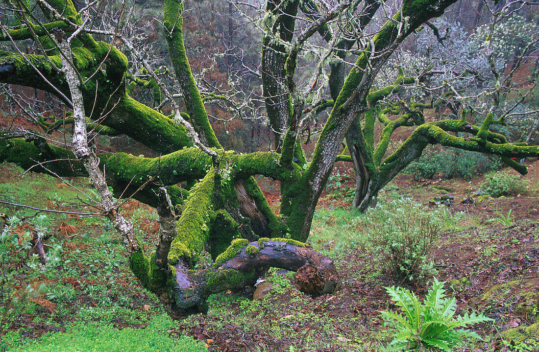 Bemooster Baum, Wald bei Juncalillo, Gran Canaria, Kanarische Inseln Spanien