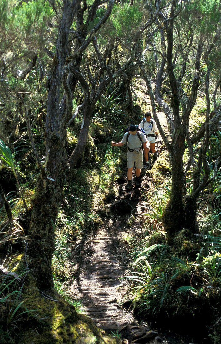 Zwei Wanderer unterwegs, Sentiére de Belouve, Ille de la Réunion, Indischer Ozean