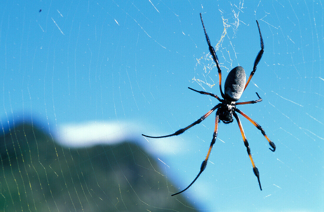 Silk spider in its web, La Réunion, Indian Ocean