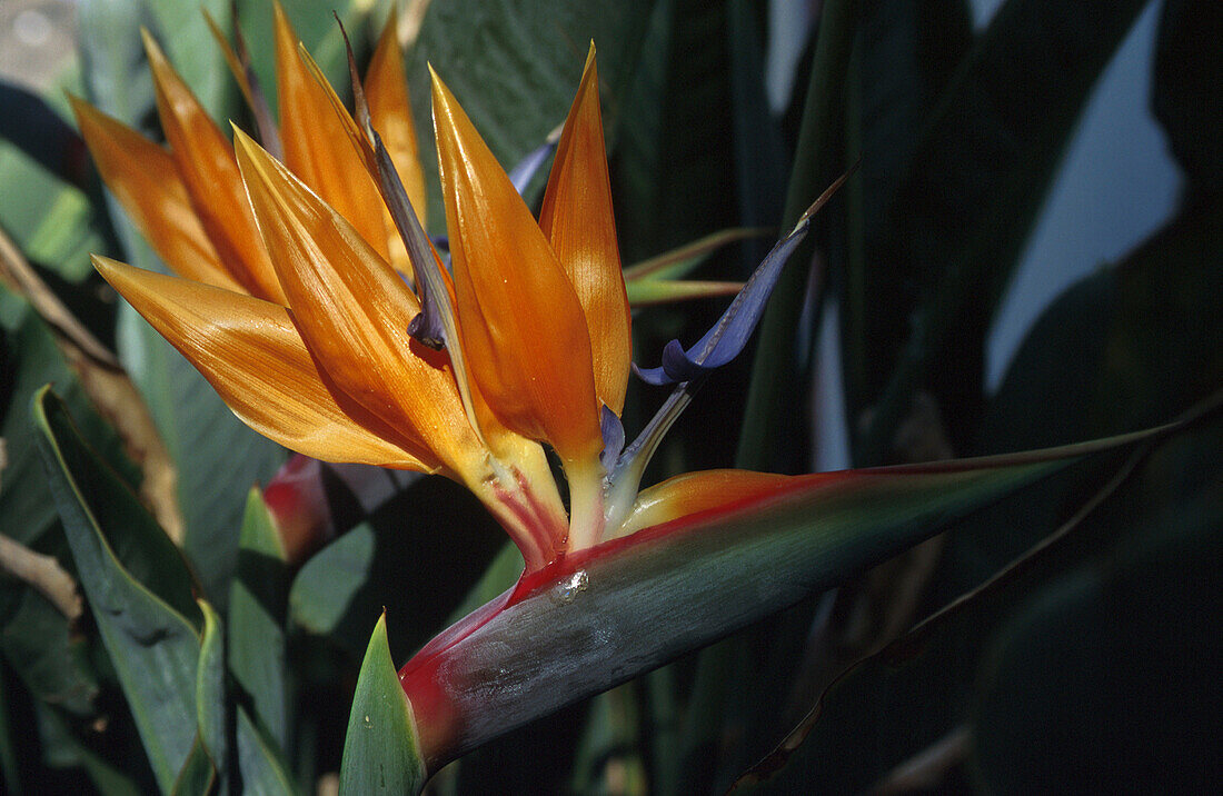 Paradiesvogelblume, Stelizia reginae, Gran Canaria Kanarische Inseln, Spanien