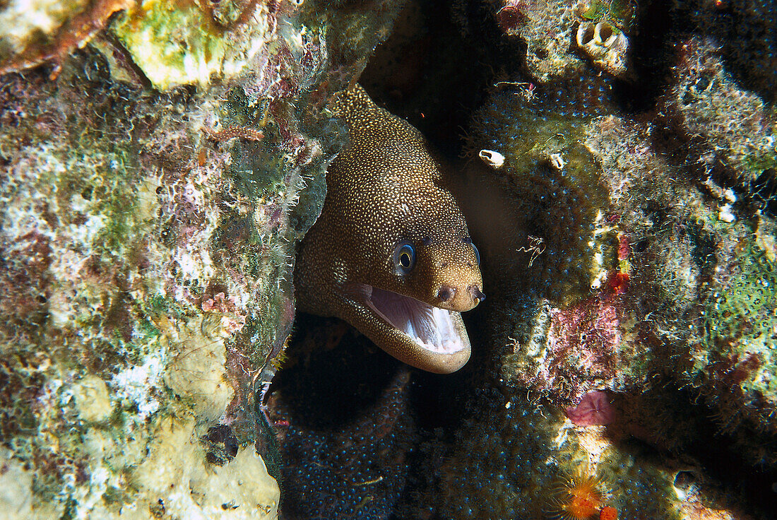 Goldschwanz-Muräne, Bonaire Karibik