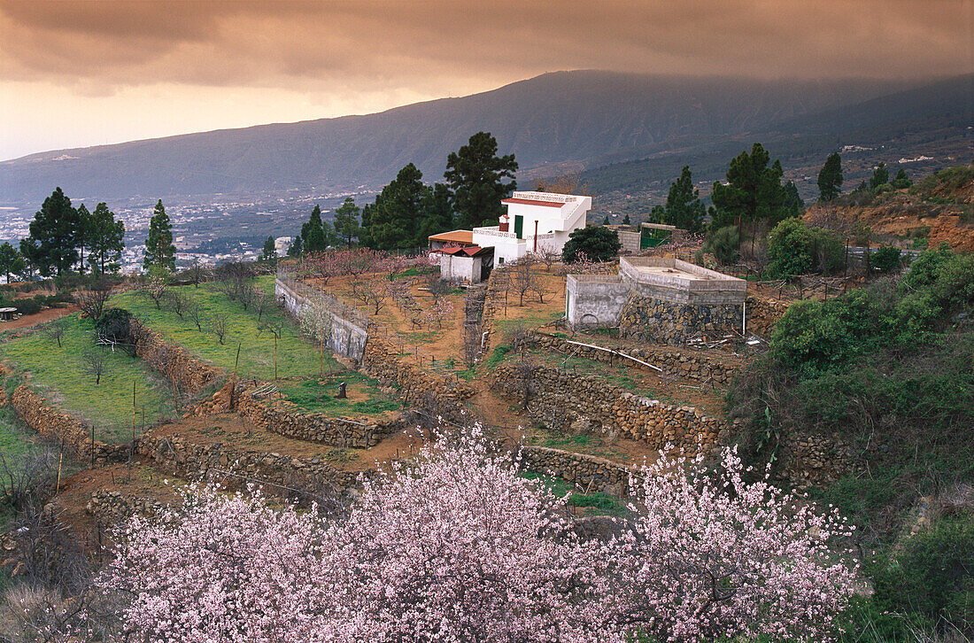 Almond in blossom, Arafo, Tenerife, Canary Islands, Spain