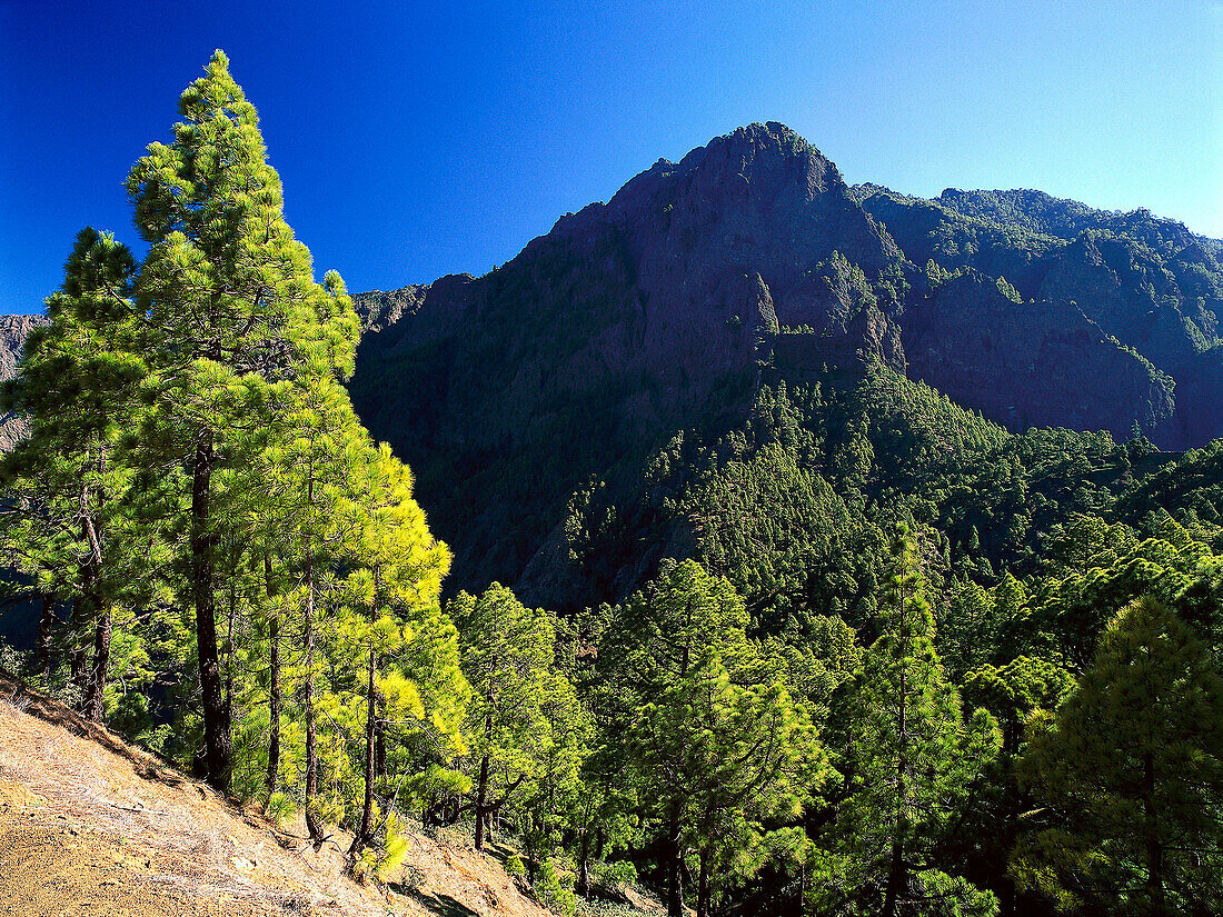 Caldera de Taburiente, La Cumbrecita, La Palma, Kanarische Inseln, Spanien