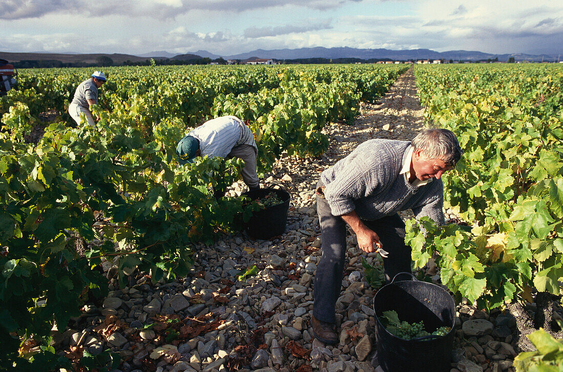 Weinlese bei Castanares de Rioja Haro, La Rioja, Spanien