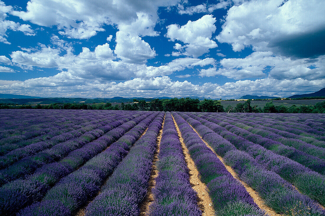 Lavendelfeld, Provence, Frankreich, Europa
