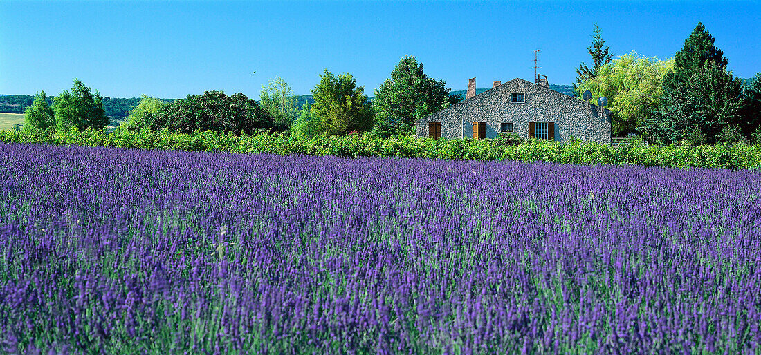 Lavendelfeld und Landhaus im Sonnenlicht, Alpes-de-Haute-Provence, Provence, Frankreich, Europa