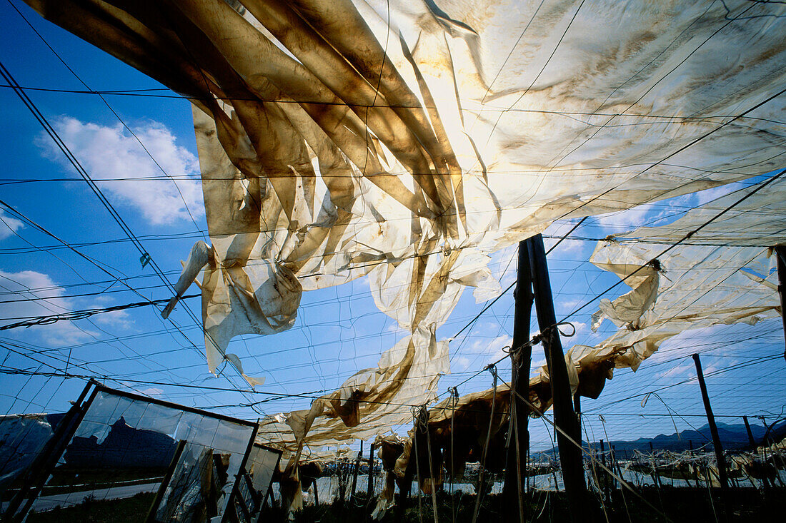 Degenerated plastic foil roof, greenhouse, Cabo de Gata, Province of Almeria, Andalusia, Spain