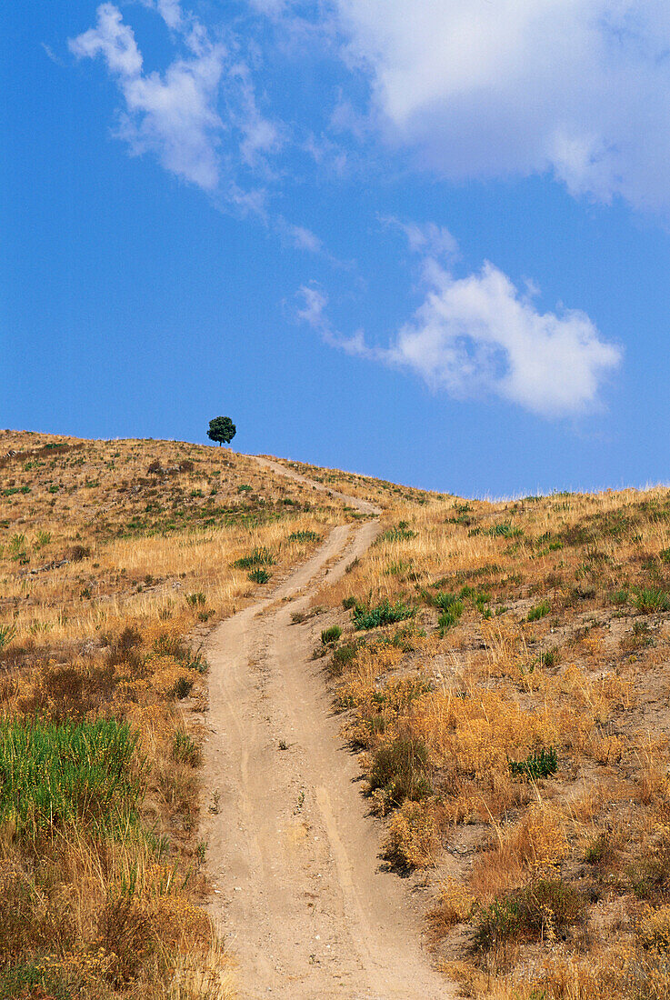 Landscape with path, tree at horizon, near Cargese, Corsica, France