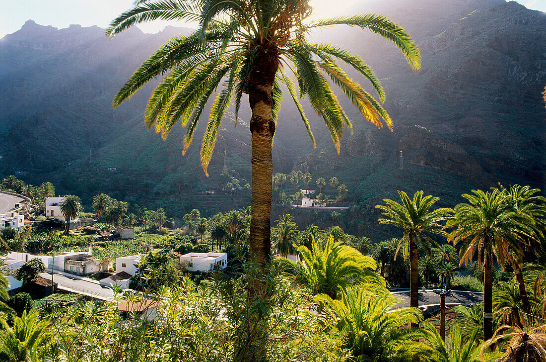 Palm tree, El Guro at the Valle Gran Rey, La Gomera, Canary Islands, Spain