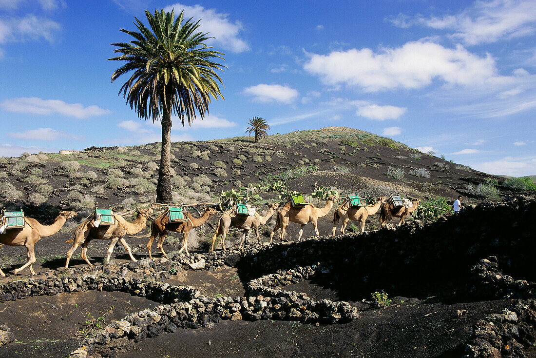 Kamele, Montanas del Fuego, vulkanische Landschaft, in der Nähe von Uga, Lanzarote, Kanarische Inseln, Spanien