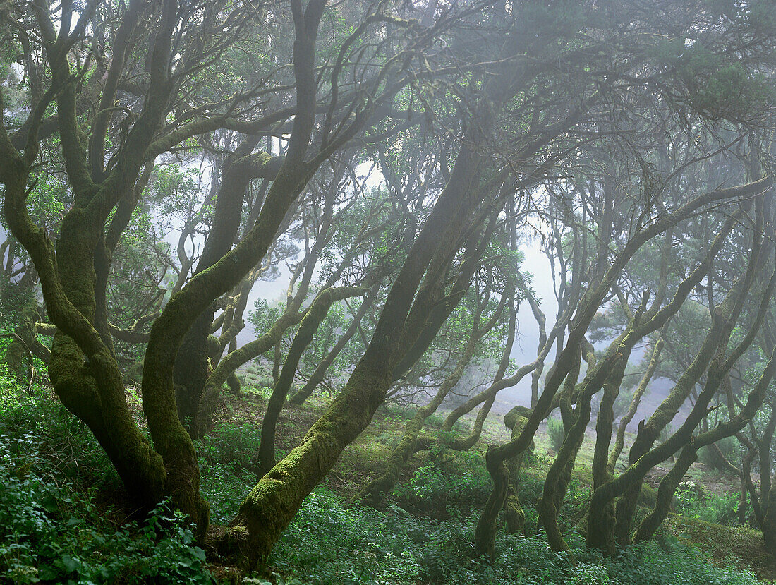 Laurel forest, Laurisilva, cloud forest, Malpaso, El Hierro, Canary Islands, Spain