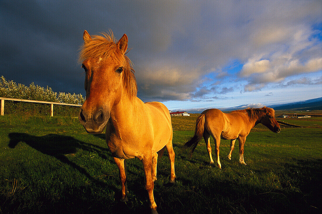 Iceland Pony in a meadow, Hrutafjoerdur, Iceland