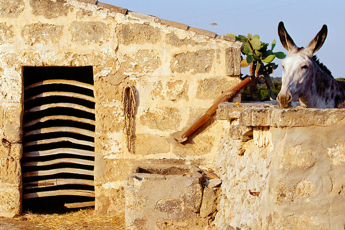 Typische stabile Tür aus Olivenholz, Esel, Mallorca, Menorca, Balearen, Spanien