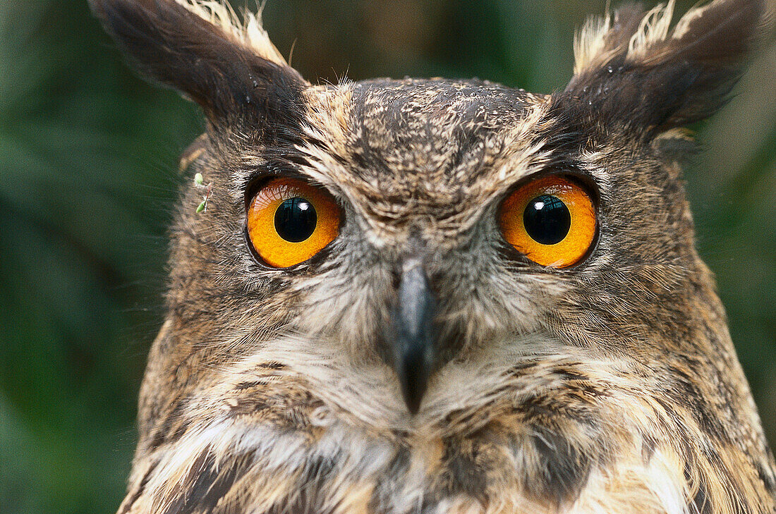 Close up of an Eagle owl, Owl, Bird of Prey, Animal