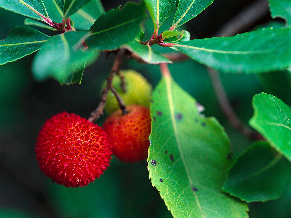 Früchte eines Erdbeerbaums, Toskana, Italien