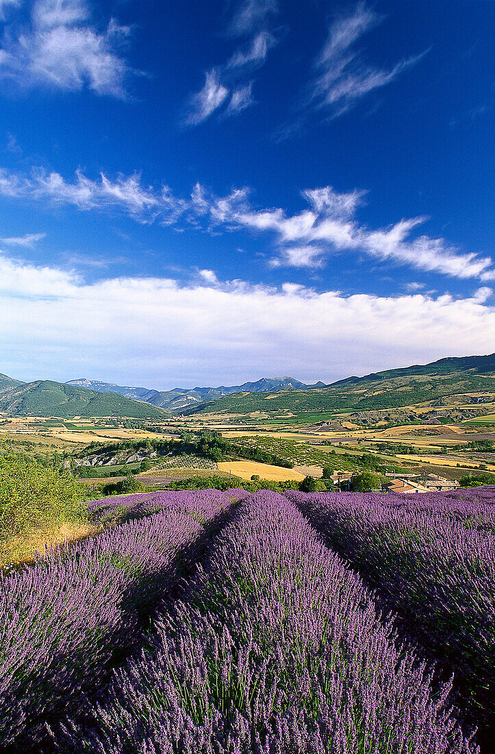 Lavender fields in a valley under clouded sky, Drome, Provence, France, Europe