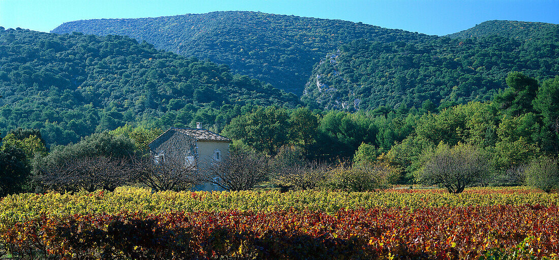 Country house and vineyard in the sunlight, Luberon mountains, Vaucluse, Provence, France, Europe