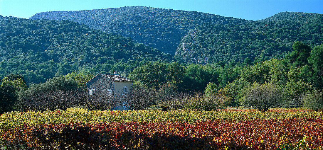 Landhaus und Weinfeld im Sonnenlicht, Luberon, Vaucluse, Provence, Frankreich, Europa
