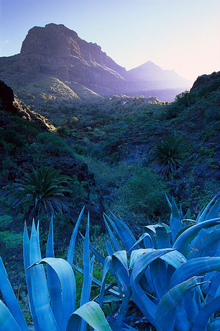 Masca Schlucht, Teno, Teneriffa, Kanarische Inseln, Spanien, Europa