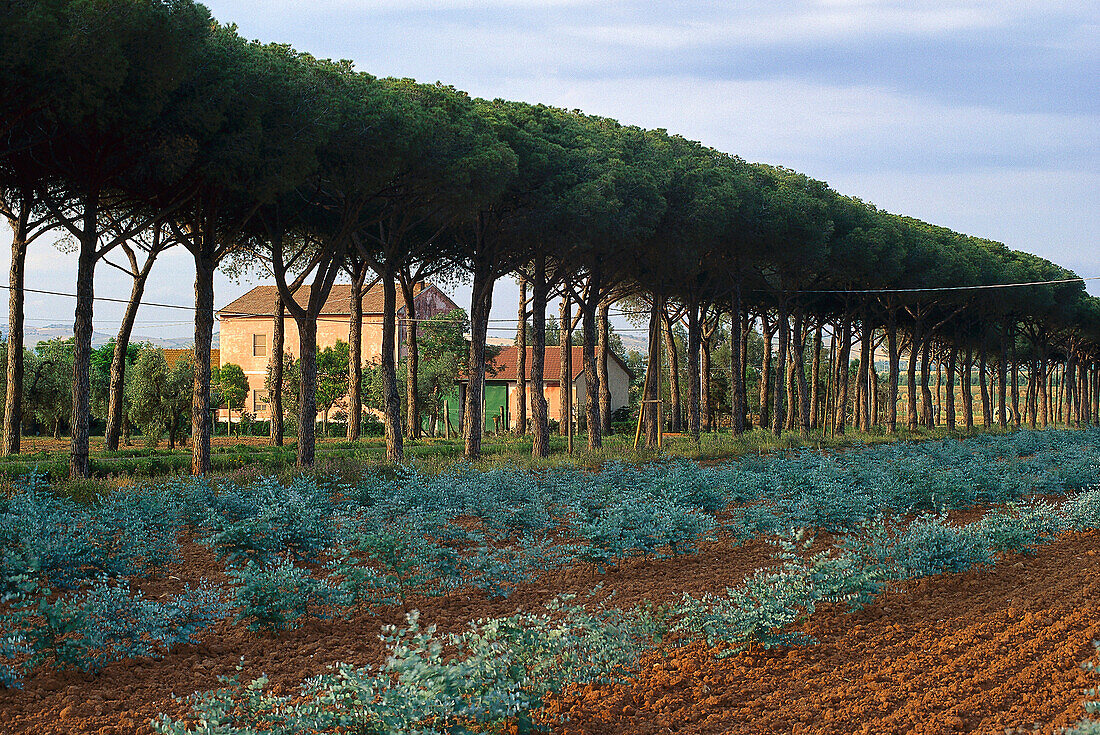 Pinienallee, Haus bei Alberese, Maremma, Toskana, Italien